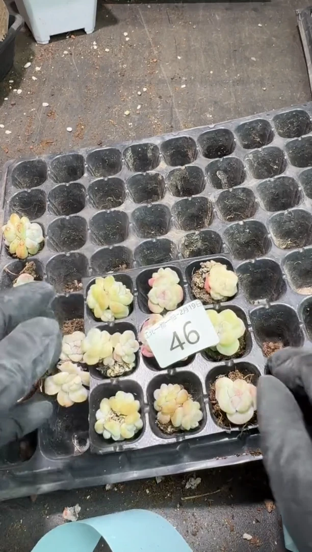 【闪购商品】46号到手一框-江北一物一拍