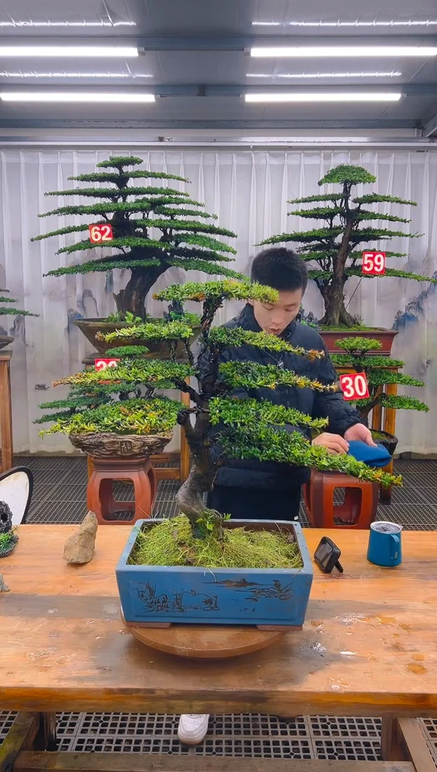 无花朵精品盆景直播间一物一拍