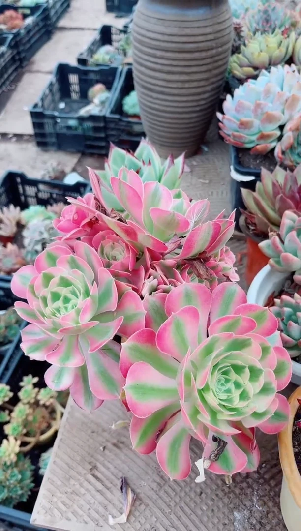 03190多肉植物一物一拍