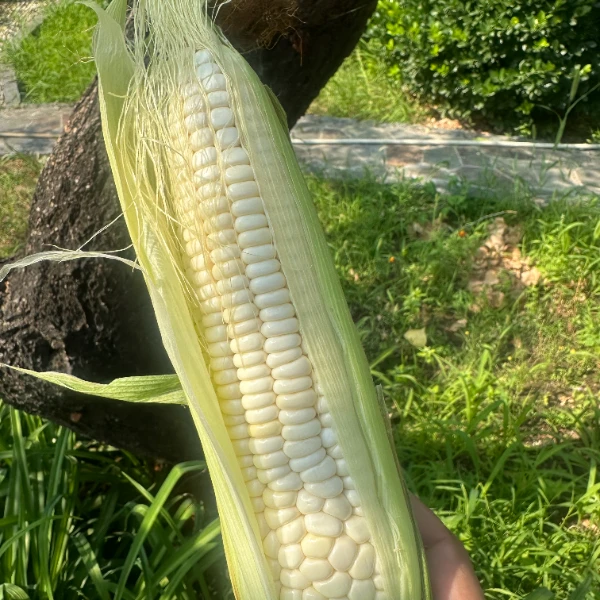 密云本地农家头茬嫩玉米棒子3-5斤新鲜北京市