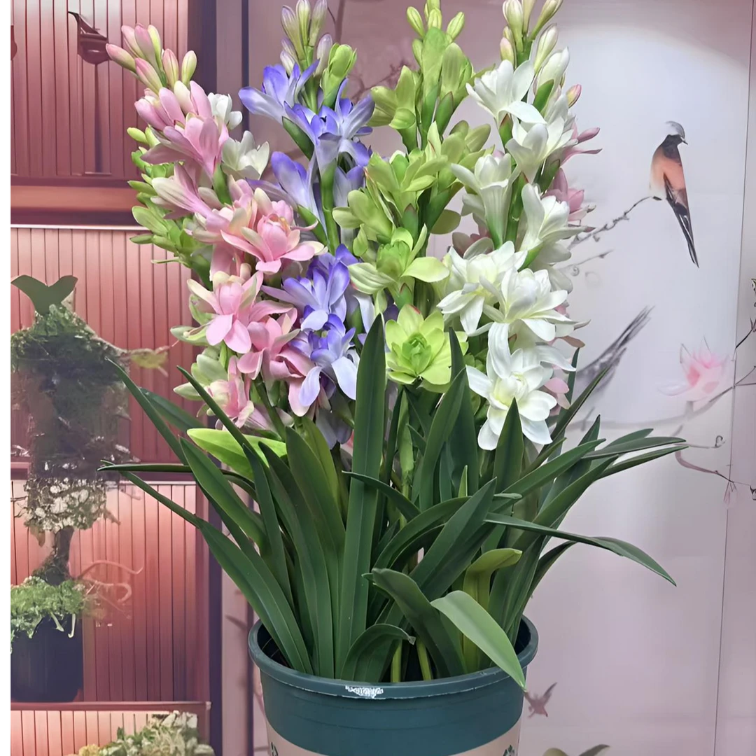 重瓣多色浓香淡香晚香玉驱蚊驱虫盆栽地栽多年生种球室内室外好养