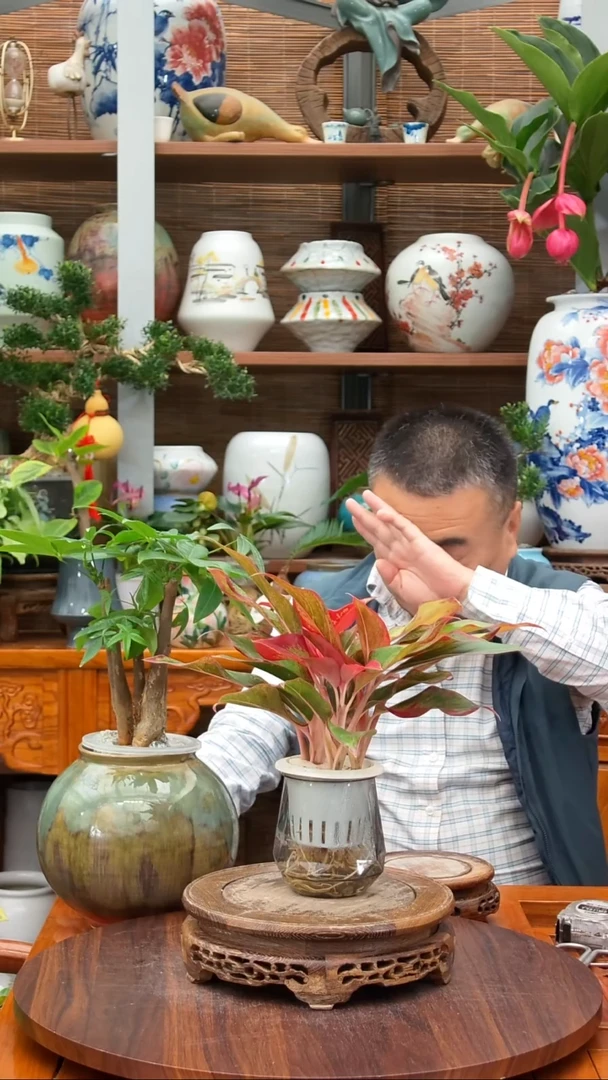 全部花苞?****?水之韵水培万年红