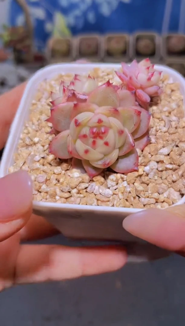 【闪购商品】024粉琉璃量拍一颗