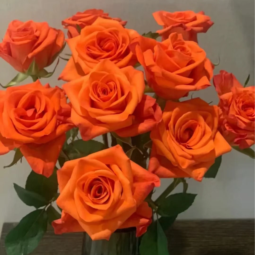 橘珊瑚 大苗四季开花浓香月季