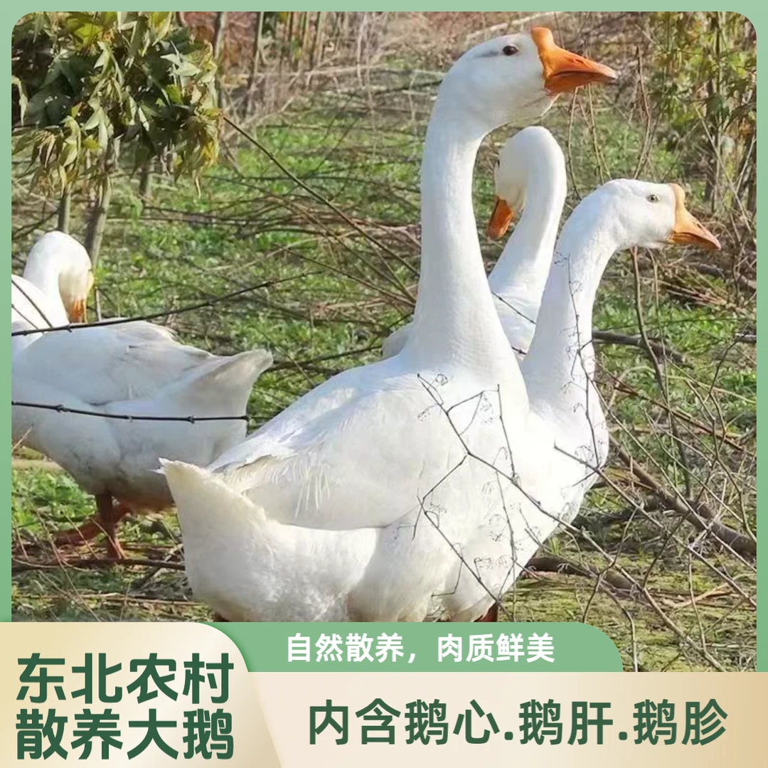 东北农村散养大鹅保留鹅心鹅肝鹅胗现宰现发 顺丰包邮