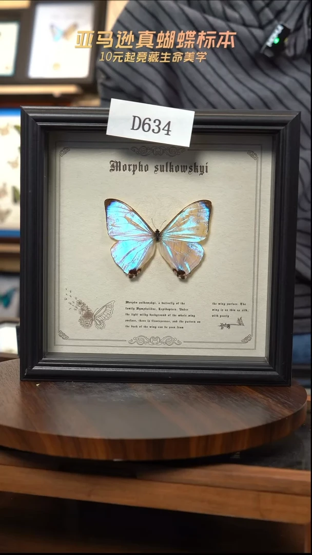 蝴蝶标本摆件竞拍d634