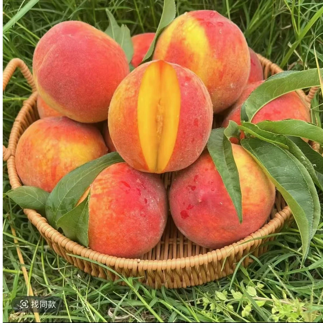 【脆软两吃】帝乡枣阳露天彩虹黄桃果园直达现摘现发 脆甜爽口