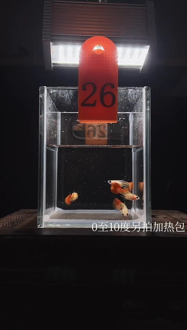 孔雀鱼红礼服玻璃猫短C26