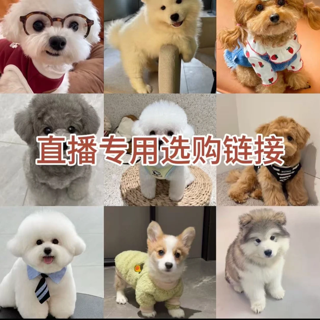 狗狗直播优选链接请勿拍