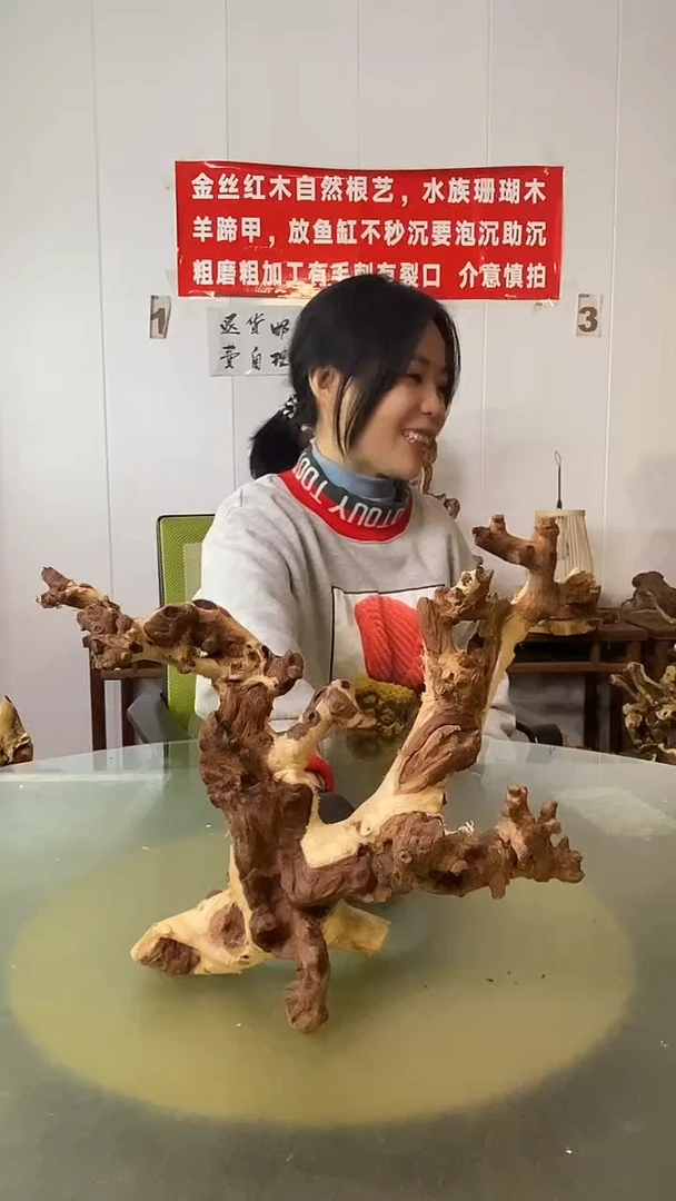 木山*人金丝红木  羊蹄甲