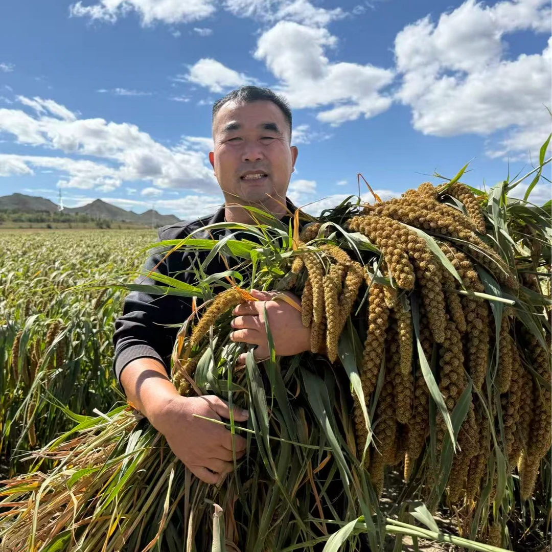 老丁25年新粮食支持试吃内蒙古赤峰金苗k1 5斤黄小米五谷杂粮