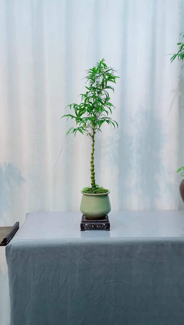 无花朵室内观赏竹盆景