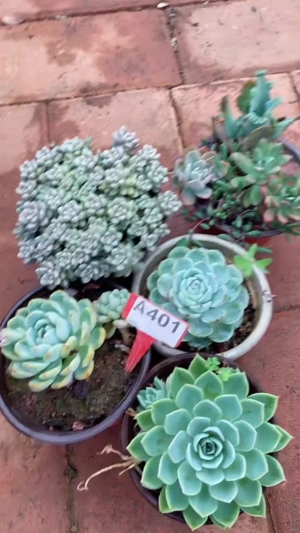 A401闪购清风花木兰多肉组合脱土发货