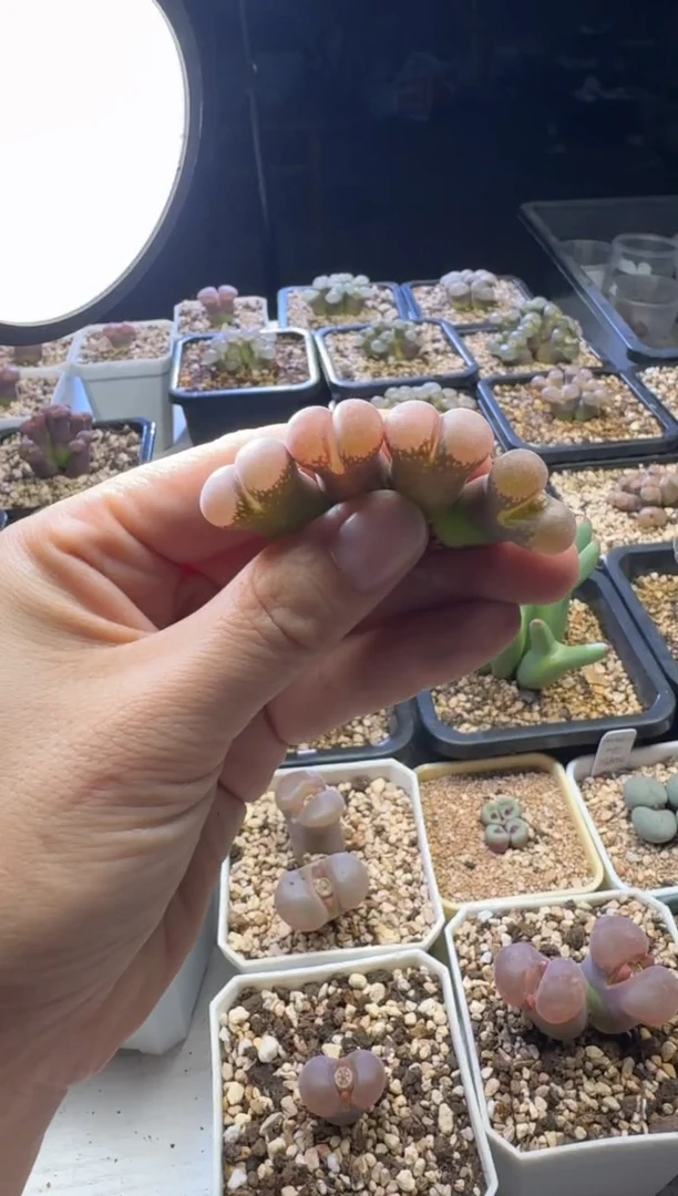 【天津专场】81多肉植物肉锥c10一颗
