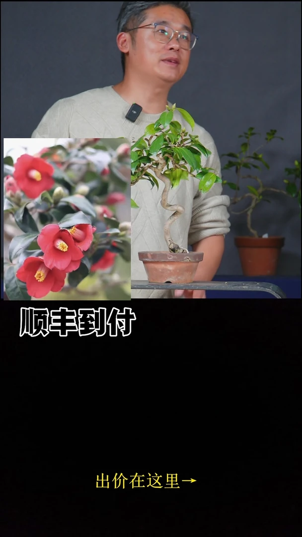 无花朵c117出云大社bubaoyou