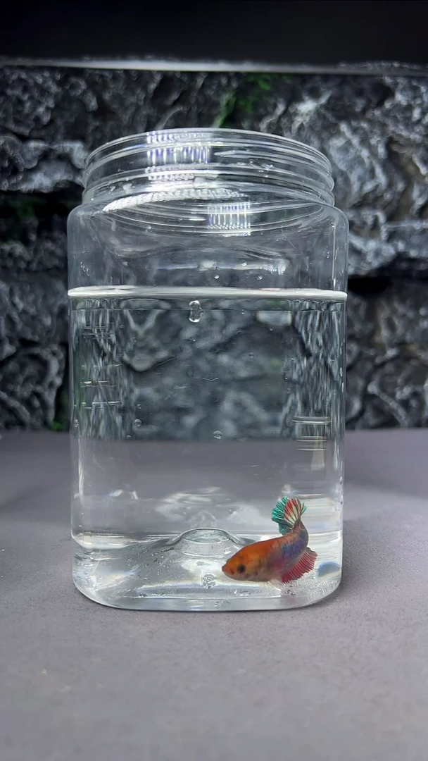 斗鱼竞拍链接A083