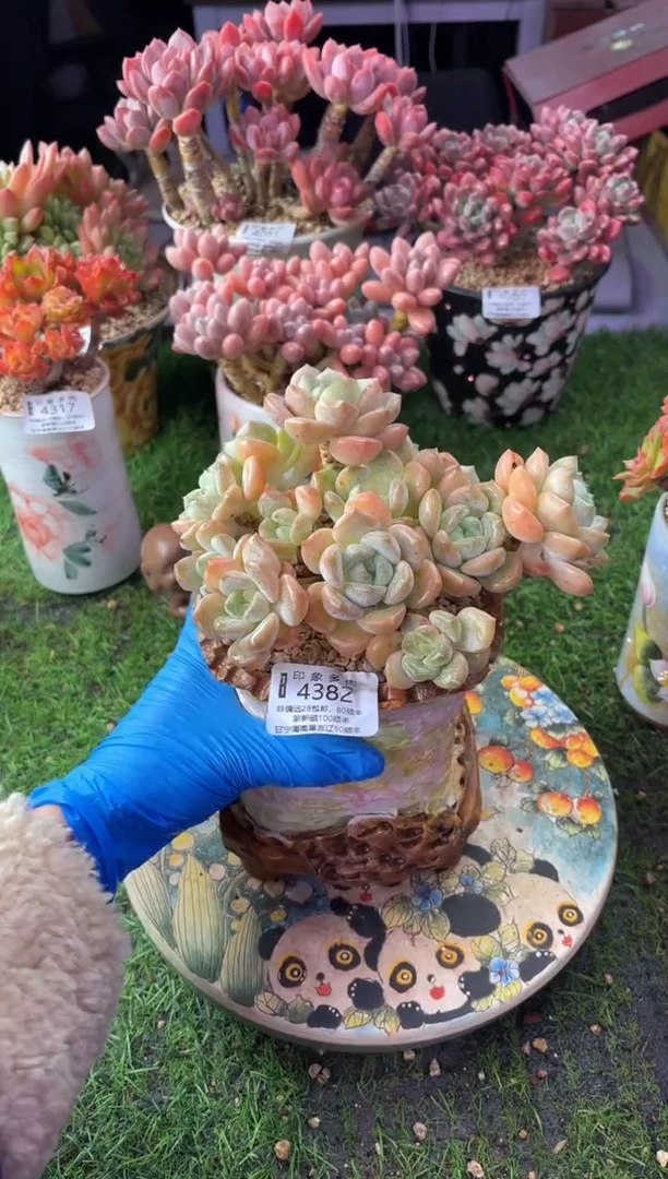 昆明印象多肉4382