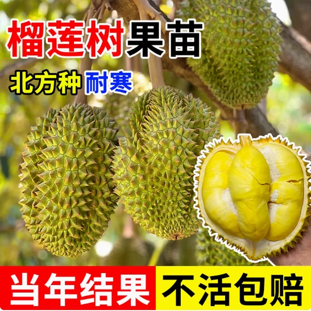 金枕榴莲果苗南北方种植耐寒庭院地栽盆栽送肥料