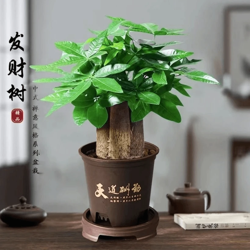 【三杆发财树】发财树21-30CM办公室室内绿植花卉花卉绿植盆栽桌面
