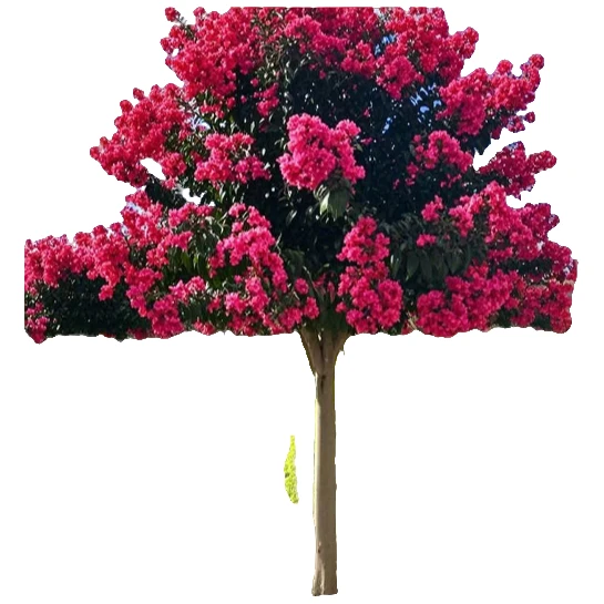 川红紫薇老紫薇石楠花开花适合庭院种植杨幂摔倒铁冬青树花香