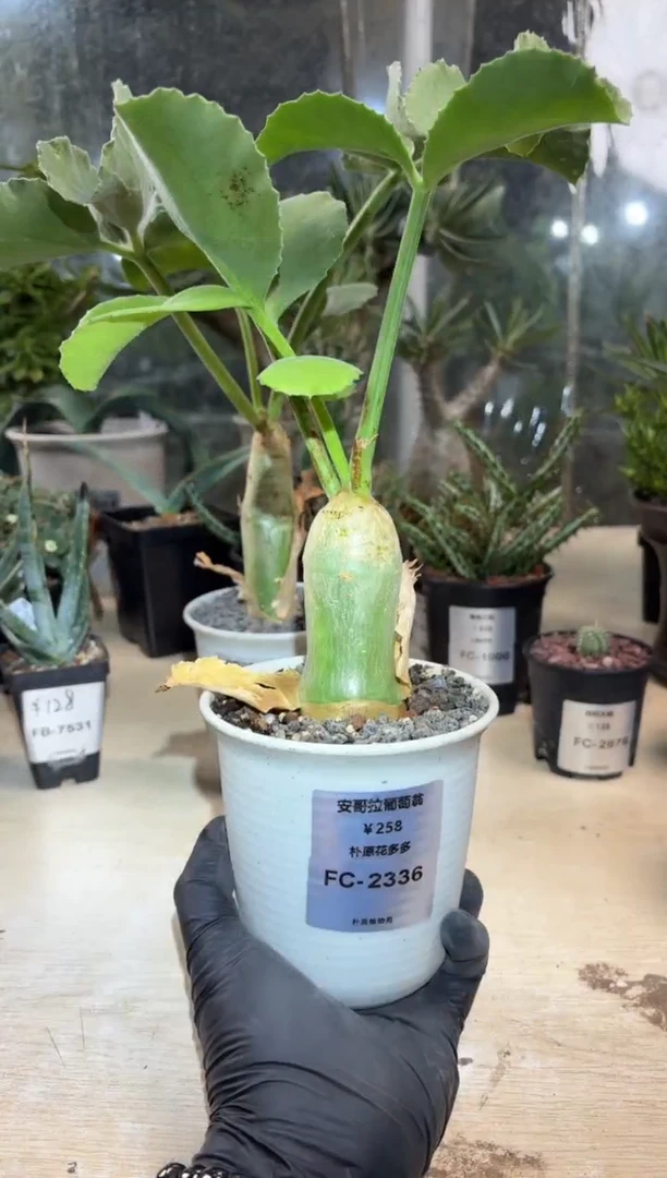 安哥拉葡萄翁FC-2336