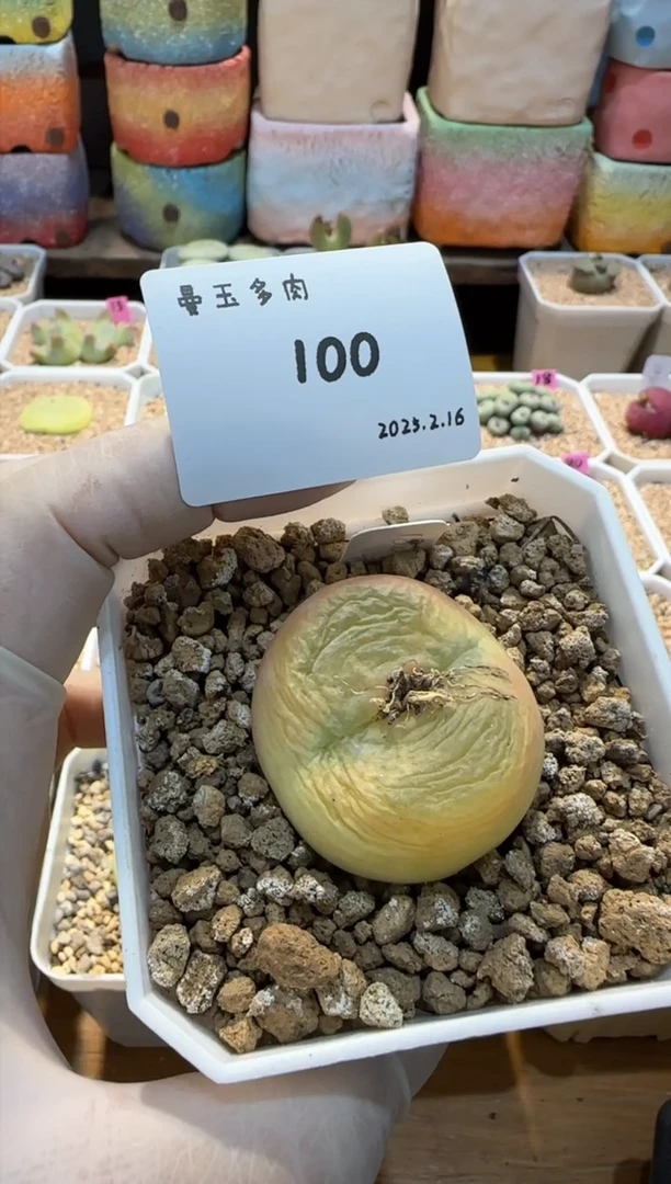 【闪购商品】25.2.16-100