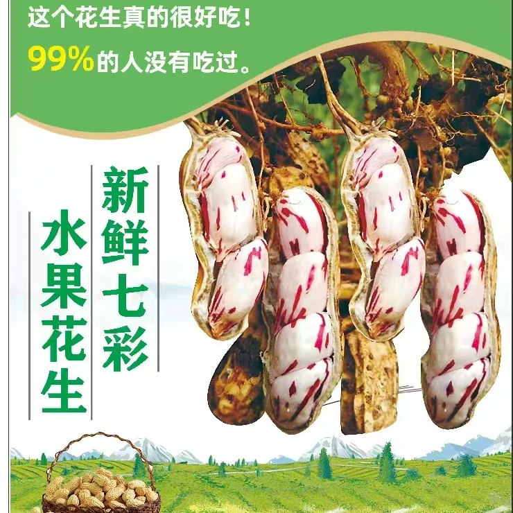 【云南七彩水果湿花生】农家自种 新鲜带壳颗粒饱满 口感脆甜