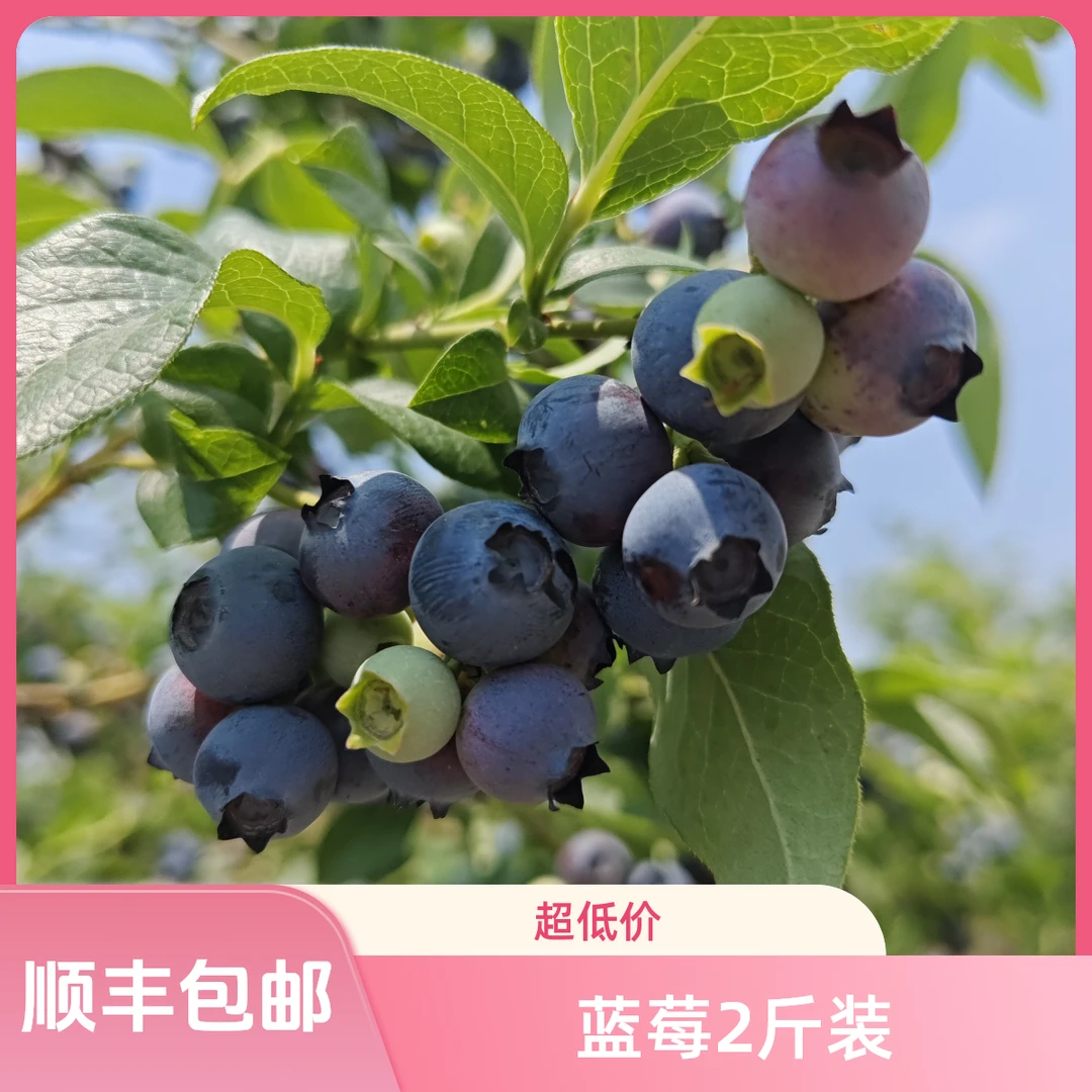 精品（头茬果）国产蓝莓脆甜果巨无霸18-22mm花青素顺丰包邮125g/盒