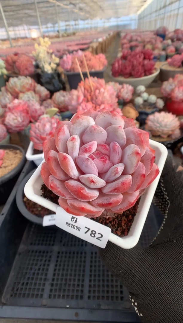 782糖心雪天使多肉植物一物一拍