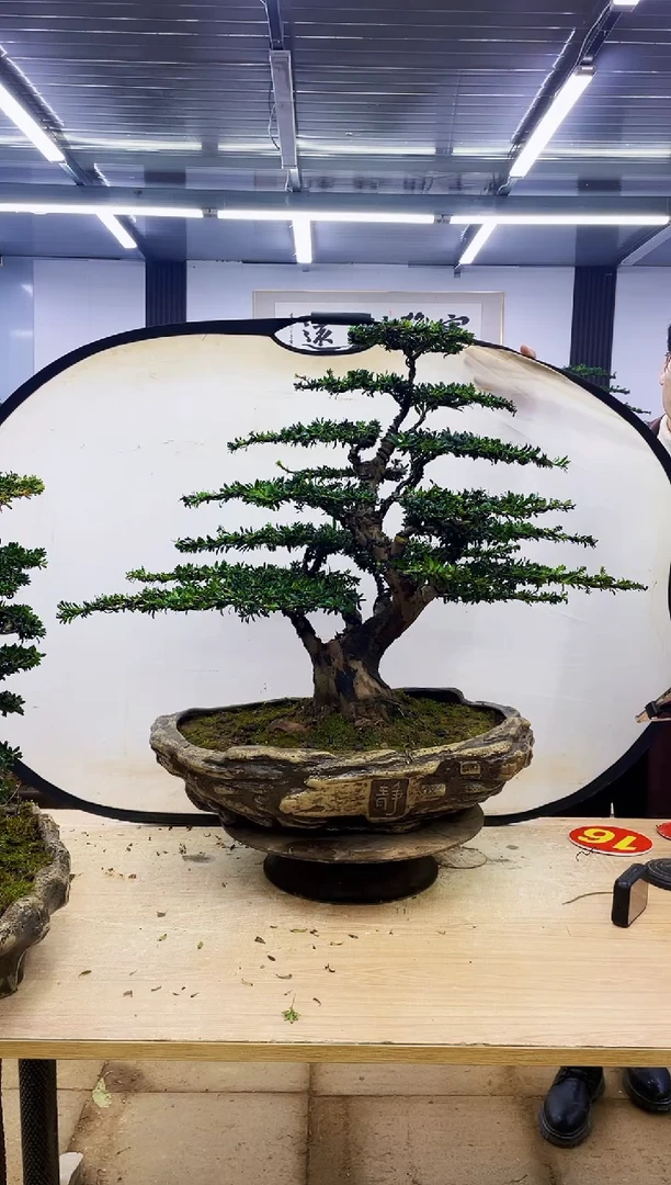 无花朵用****60000000000000000