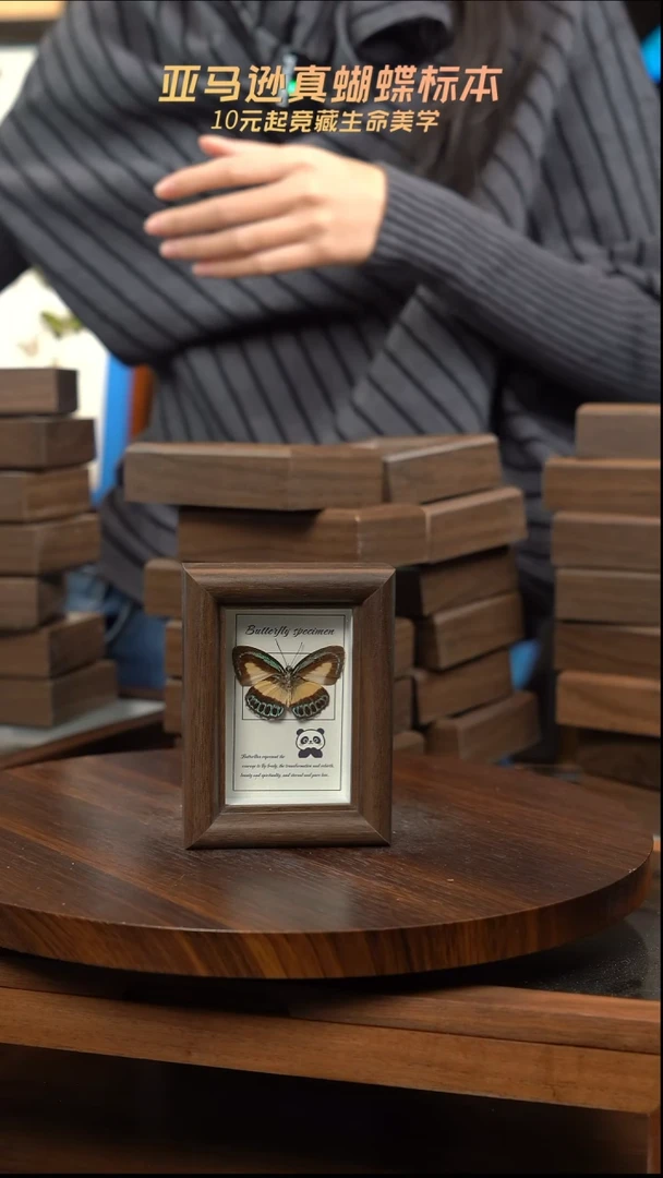 冰箱贴标本摆件d573