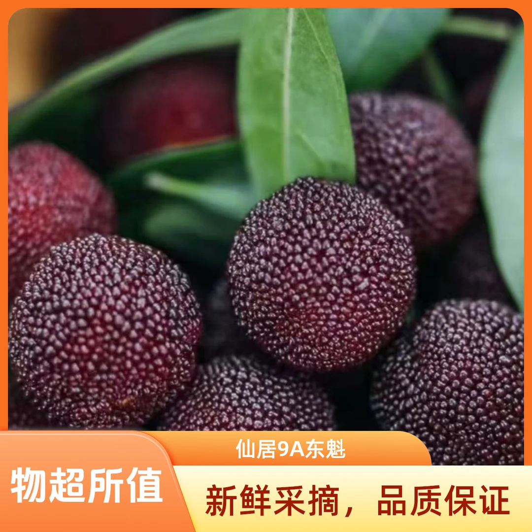 【特大仙居东魁杨梅】东魁杨梅大颗粒23-28g/颗 篮装 送礼 现摘现发新鲜杨梅浙江省