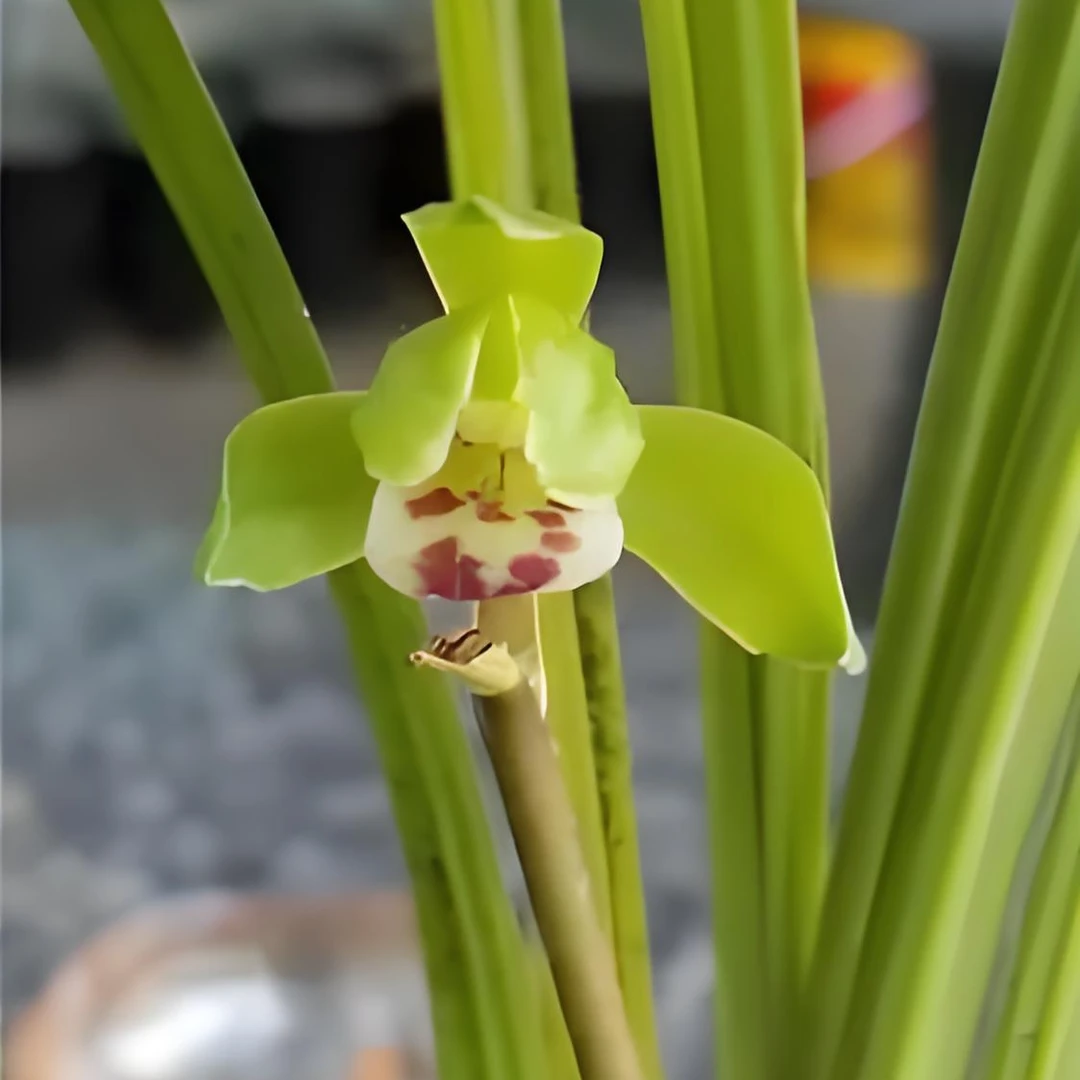 茜郎香花兰草一物一拍边远地区不包邮