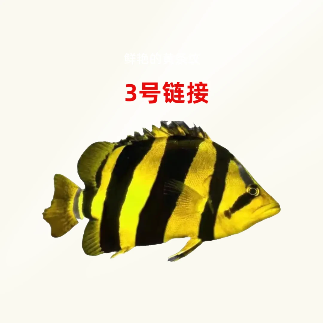 竞拍【3号链接】印尼四纹虎鱼包肚泰虎三纹热带观赏鱼苏门答腊虎