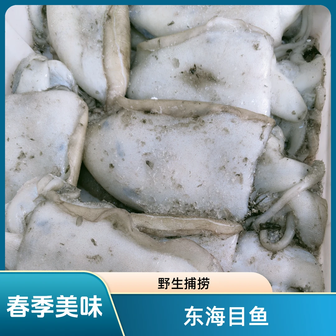 东海野生目鱼小船捕捞 (300-500g/只4_6斤野生锁鲜速冻春季囗感好
