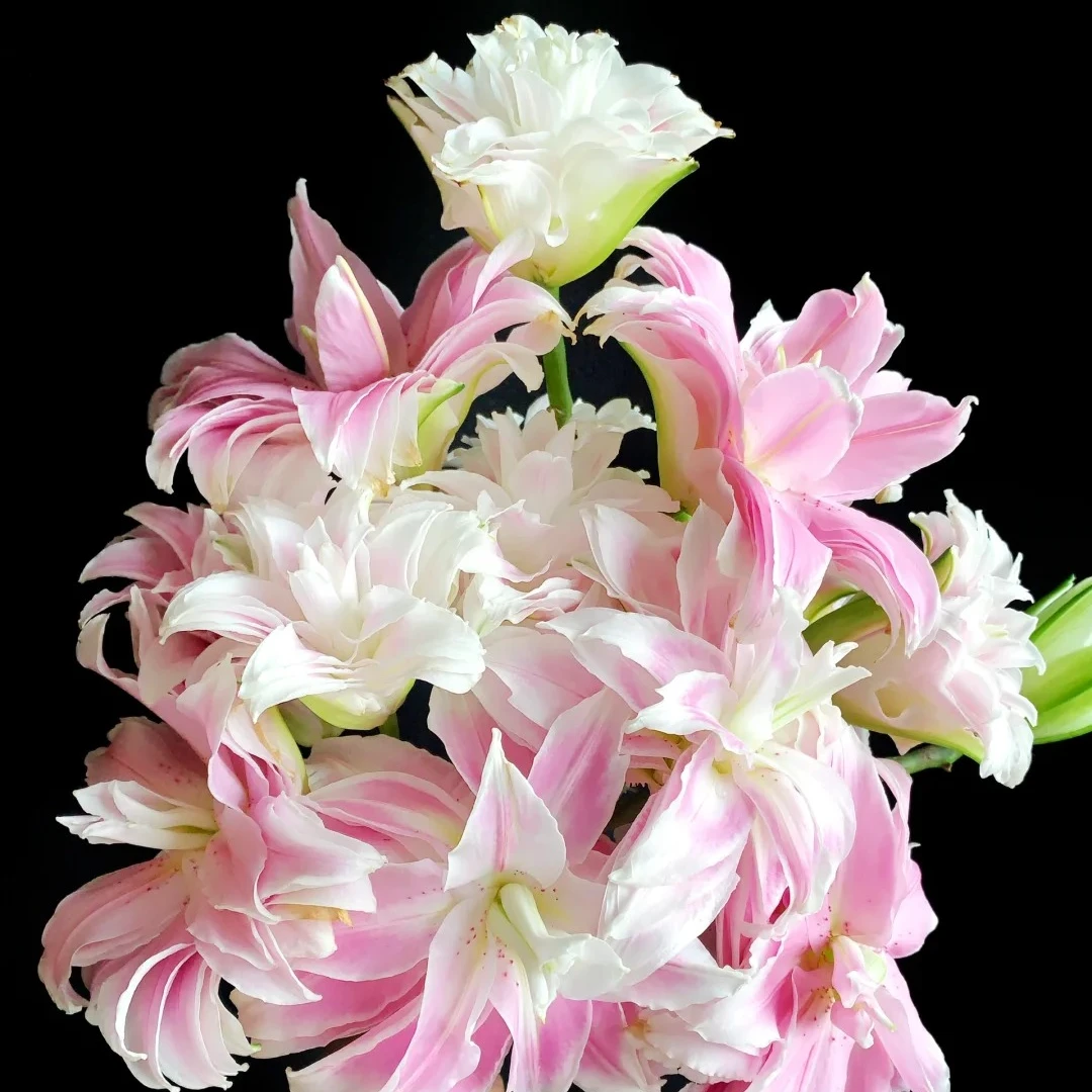 【花中仙子】好奇心重瓣香水百合粉色系有香味长花期百合鲜花