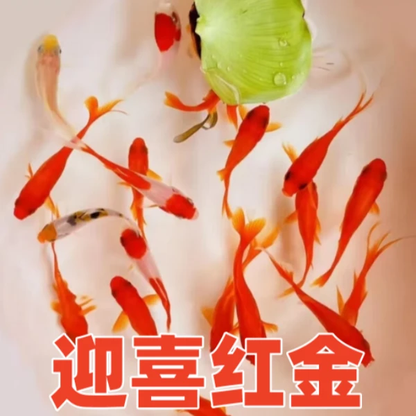 【到手 66条】3-5cm 红草金 观赏鱼冷水鱼耐活好养小金鱼宠物鱼苗