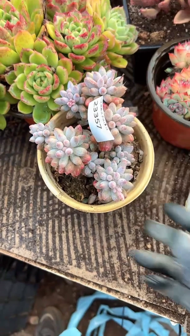 ?****?多肉植物一物一拍23357