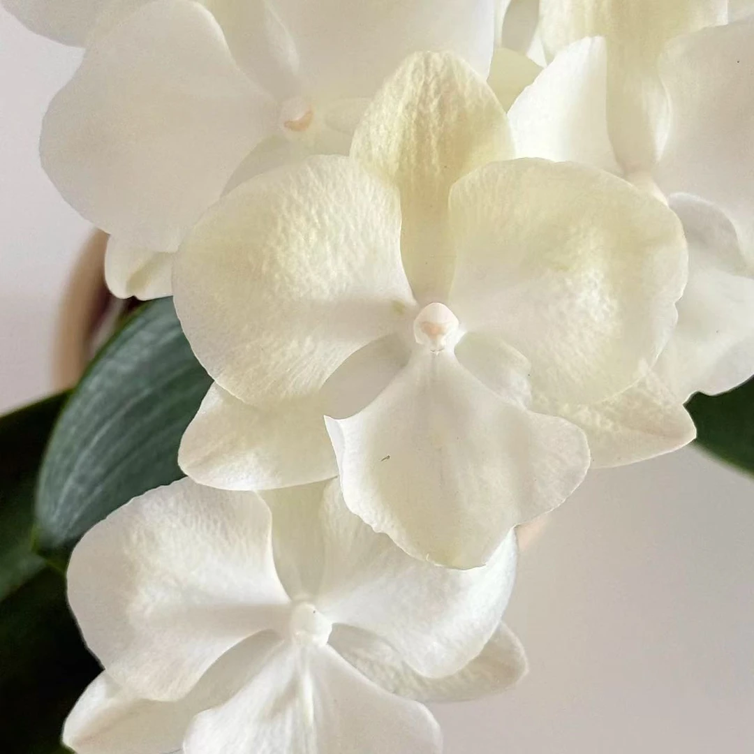 【带花剑】 渐变色 绿野仙踪 蝴蝶兰 盆栽 夏花系列