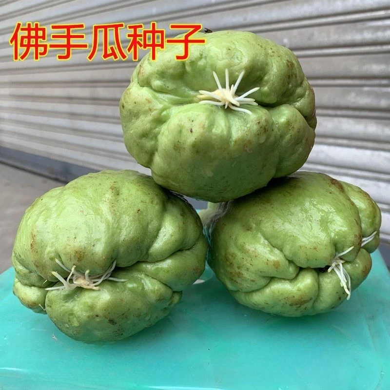 佛手瓜发芽老瓜丰收瓜洋瓜窝瓜春天爬藤瓜可食茎叶佛手瓜