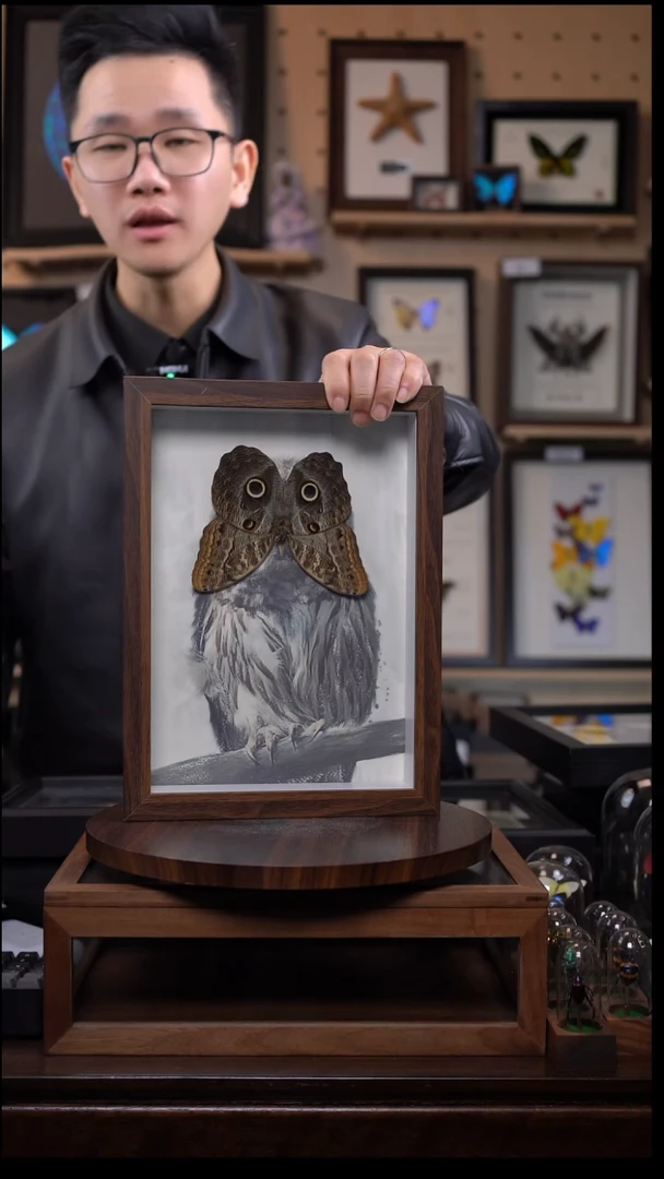 猫头鹰环蝶猫头鹰版A4复古框