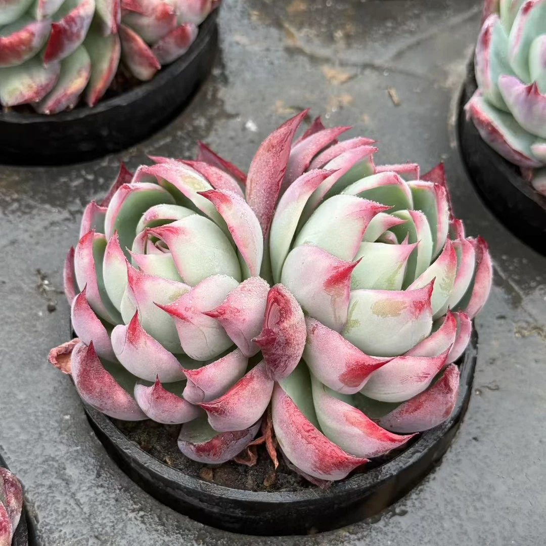 10#惊鸿仙子双头多肉植物 前男友精品多肉