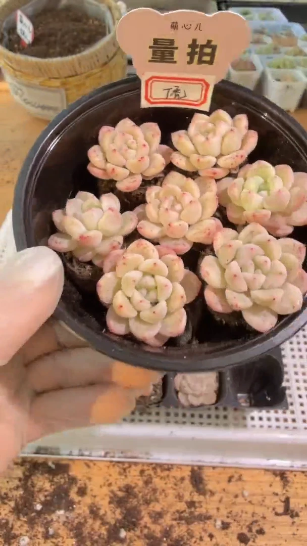 T秃单双混 7颗量拍混发
