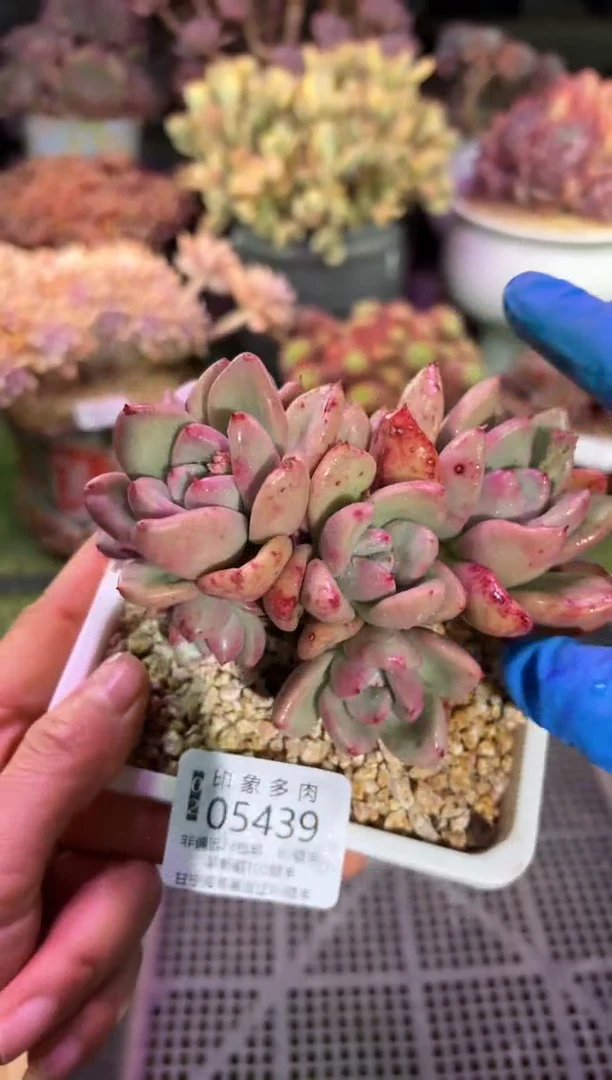 【闪购商品】05439