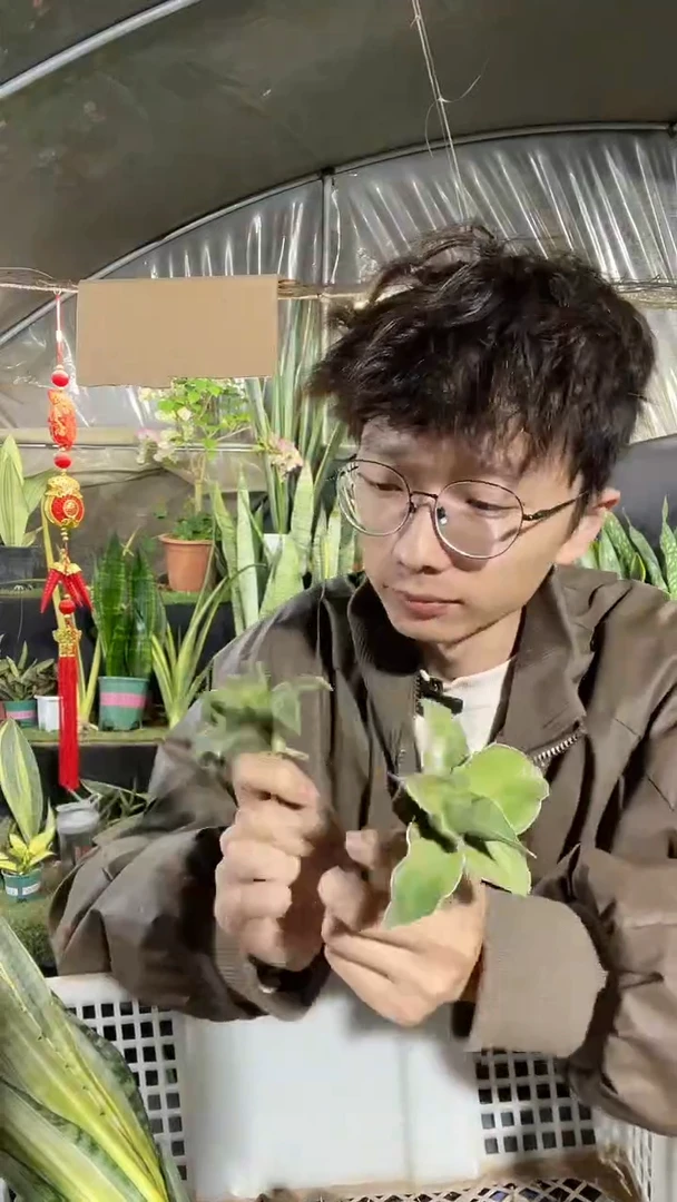 波叶虎皮兰裸根15.8