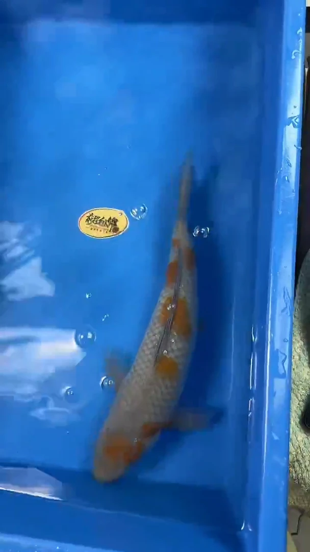 锦鲤日本进口落叶 母 42cm