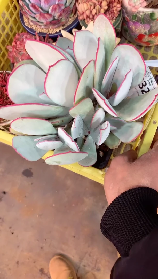 白眉7322（一物一拍，精品多肉，所见即所得 ）