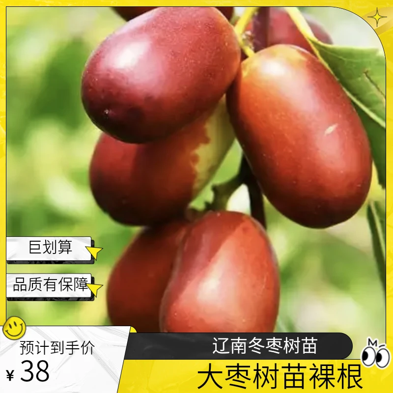 辽南朝阳大枣、冬枣树苗