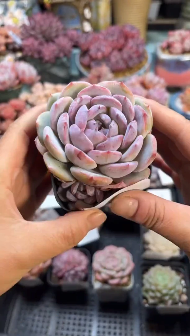 陪****）173单头个体多肉