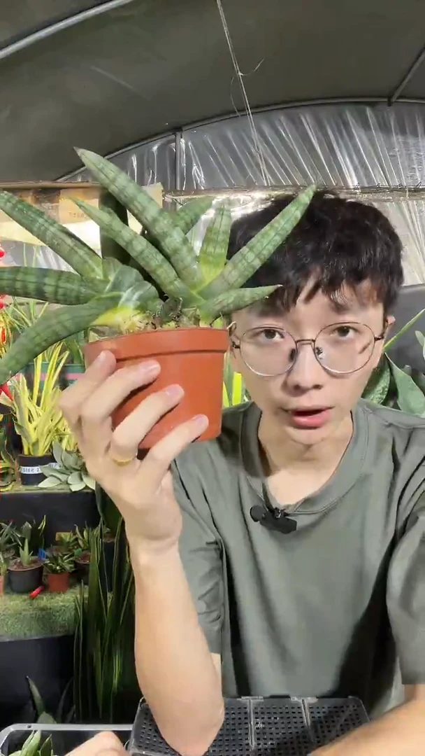 佛手兰带盆土带1仔 12.8